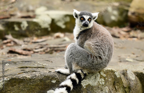 Ring tailed lemur (Lemur catta)