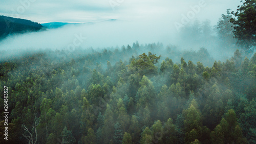 Aerial View of Beautiful Australian Forest on a Foggy Day