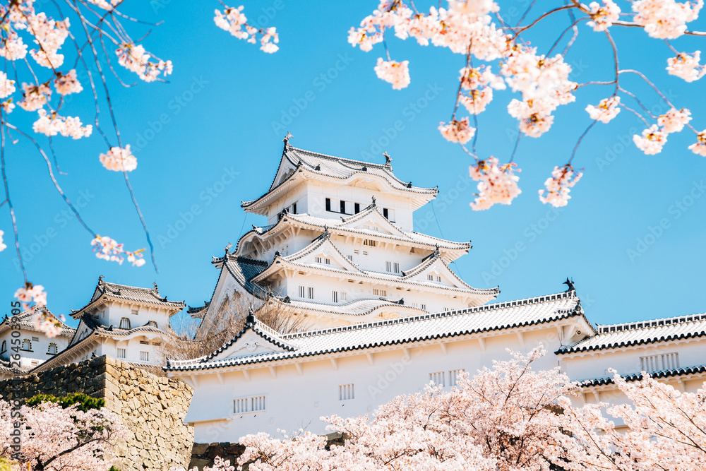 Fototapeta premium Zamek Himeji z kwitnącą wiosną wiśni w Japonii