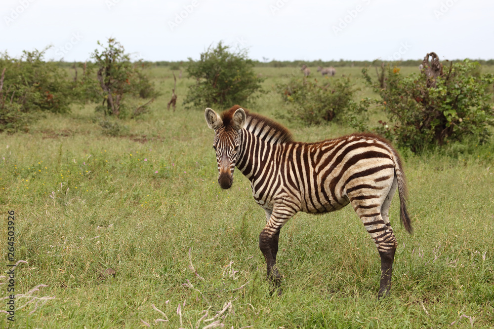 Steppenzebra / Burchell's Zebra / Equus burchellii... Steppenzebra / Burchell's Zebra / Equus burchellii...