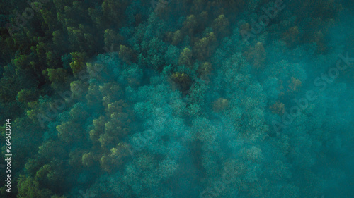 Obraz na płótnie Aerial View of Beautiful Australian Forest on a Foggy Day w salonie