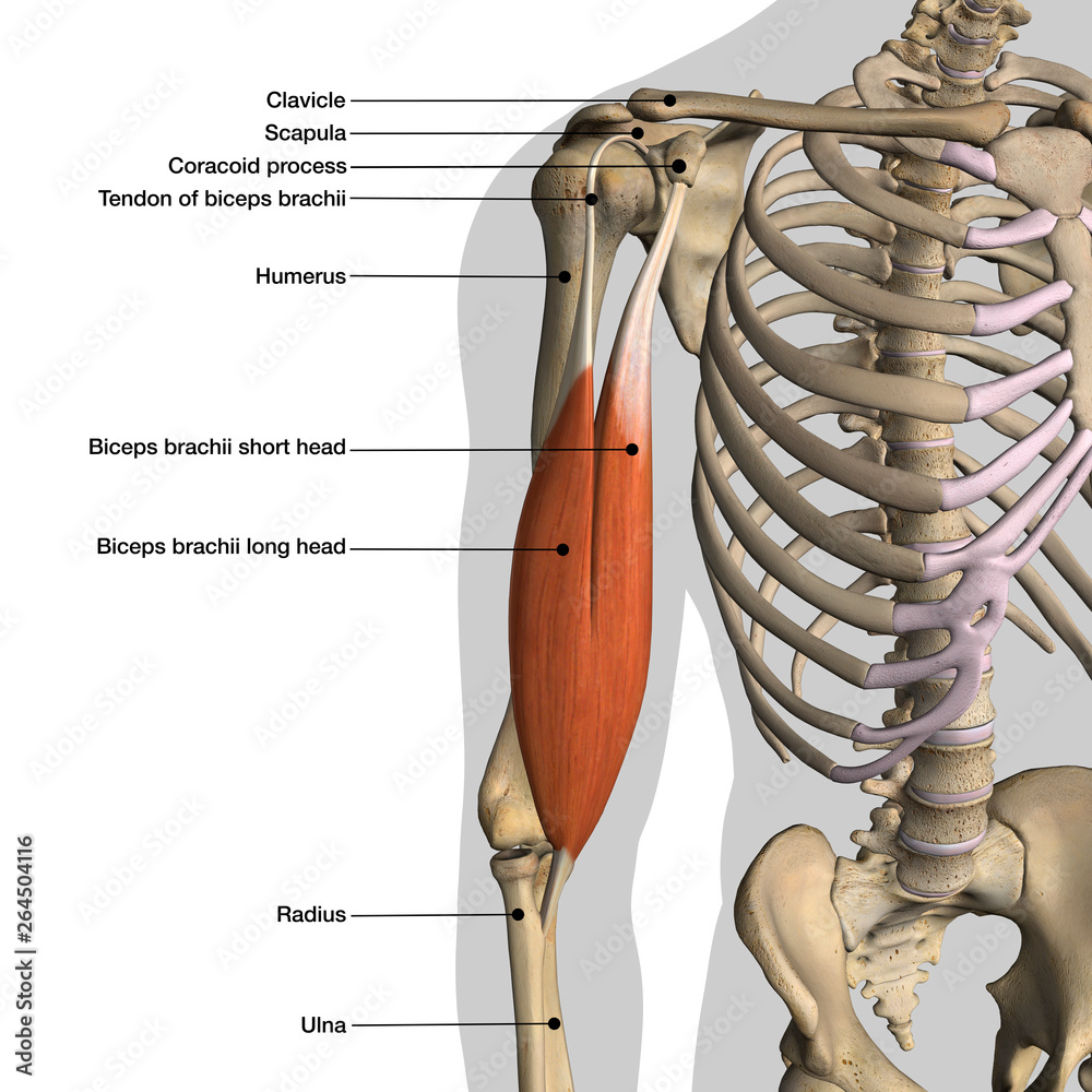 Male Isolated Biceps Muscle and Skeleton Chart Labeled on ...