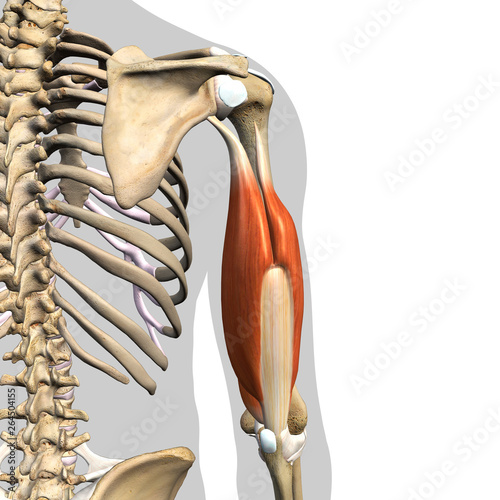 Male Triceps Muscles and Shoulder Bones on White Background