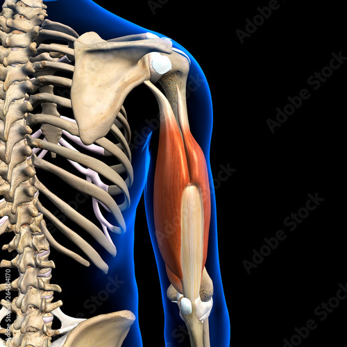 Male Triceps Muscles and Shoulder Bones on Black Background