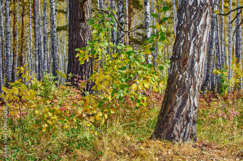 Young birch with yellow and green leaves among old birches in forest in autumn.