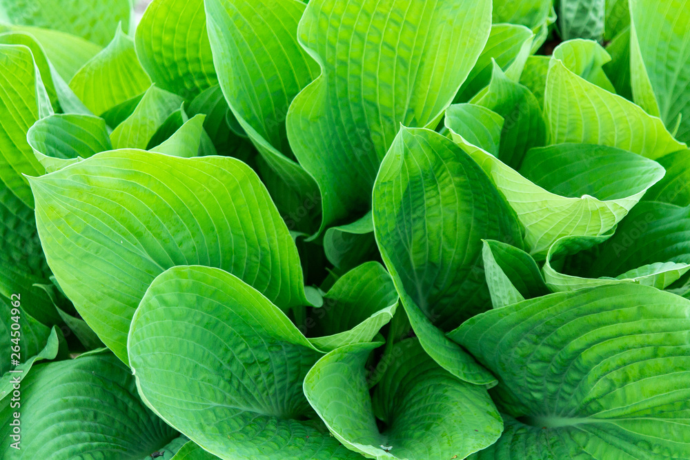 Fototapeta premium background of green leaves