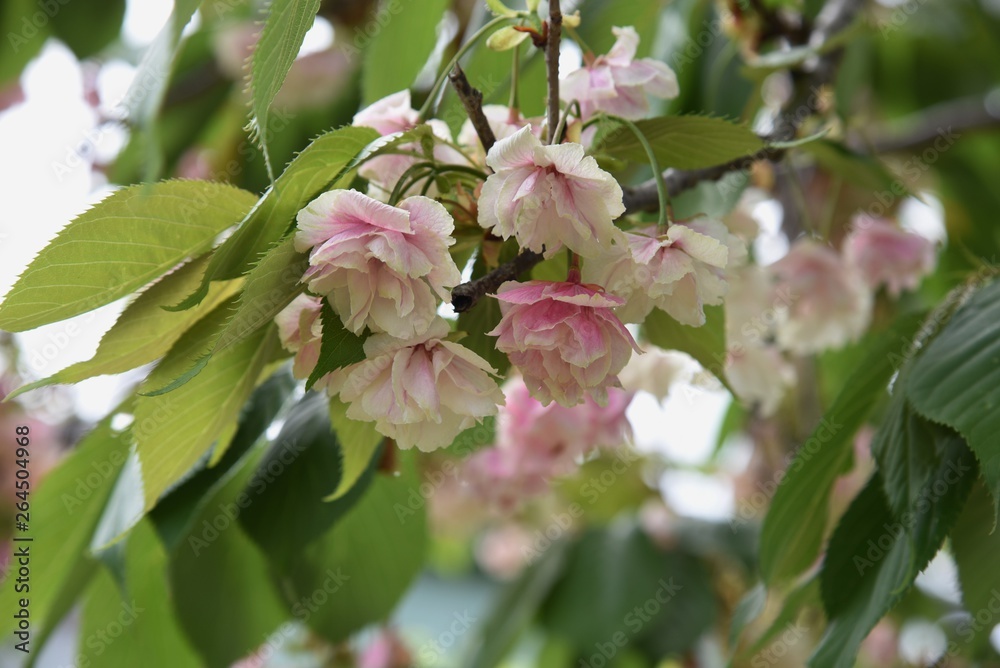 Fototapeta premium Plum (Prunus salicina) blossoms