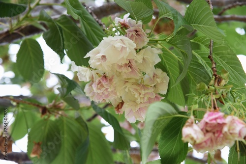 Plum (Prunus salicina) blossoms photo