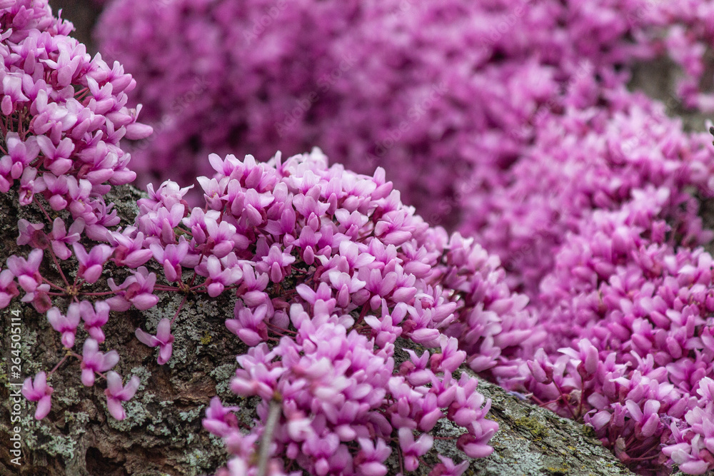 Obraz premium flowers in the garden