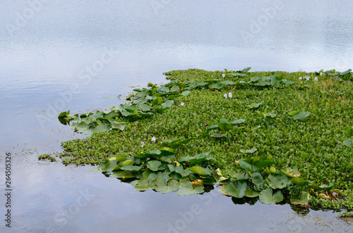 duckweed on lake © April