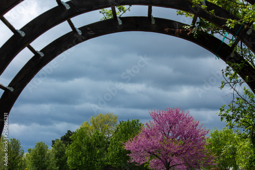 bridge in the park