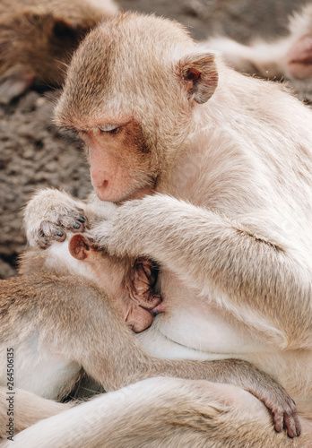 Mother monkey feeding her baby in Prang Sam Yod, Historical park in Lopburi , Thailand