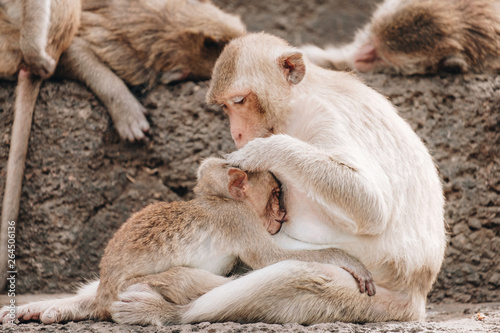 Mother monkey feeding her baby in Prang Sam Yod, Historical park in Lopburi , Thailand