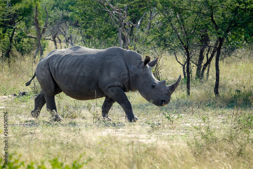 African Black Rhinoceros in the wild