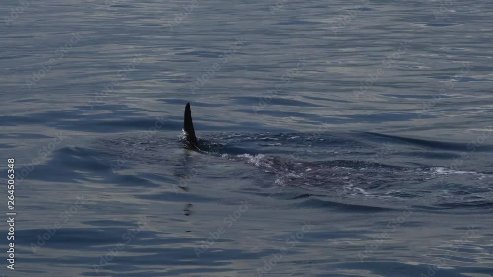 北海道　知床　羅臼の海を泳ぐシャチ