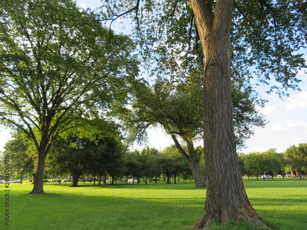 Obraz premium tree in the park