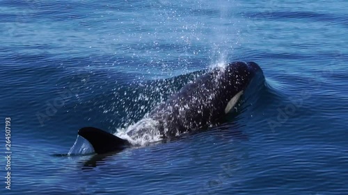 北海道　知床　羅臼の海を泳ぐシャチ　スローモーション