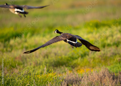 Close view of a Canada goose, seen flying over a North California marsh