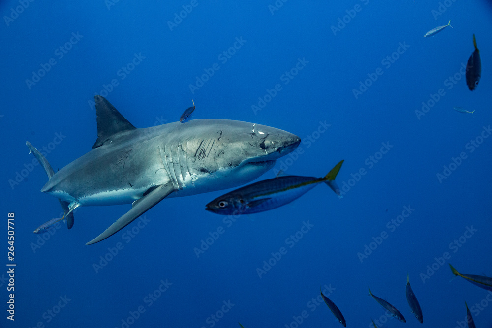 Naklejka premium Cage Diving with Great White Shark in Isla Guadalupe, Mexico