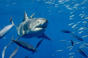 Cage Diving with Great White Shark in Isla Guadalupe, Mexico