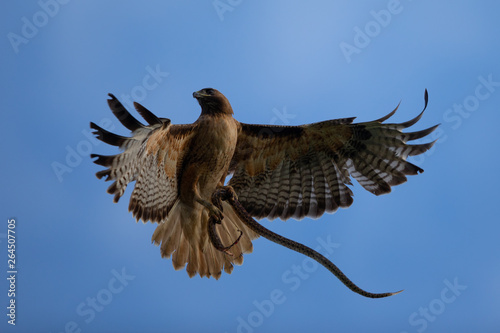 Very close view of a red-tailed hawk with a garter snake in its talons, seen in the wild in North California