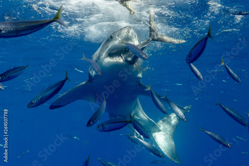 Cage Diving with Great White Shark in Isla Guadalupe  Mexico