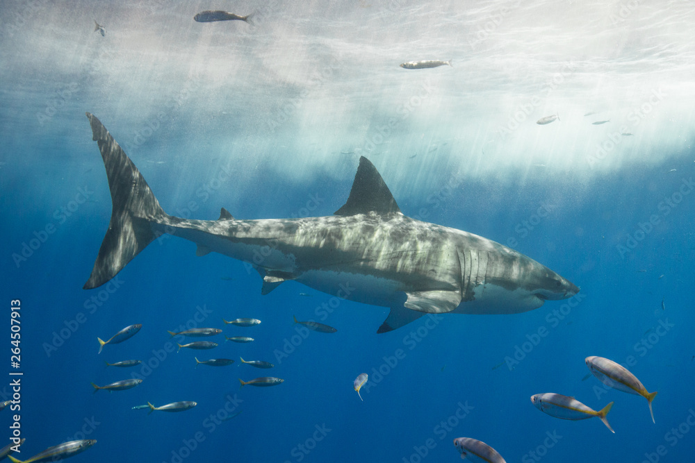 Fototapeta premium Cage Diving with Great White Shark in Isla Guadalupe, Mexico