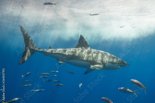 Cage Diving with Great White Shark in Isla Guadalupe  Mexico