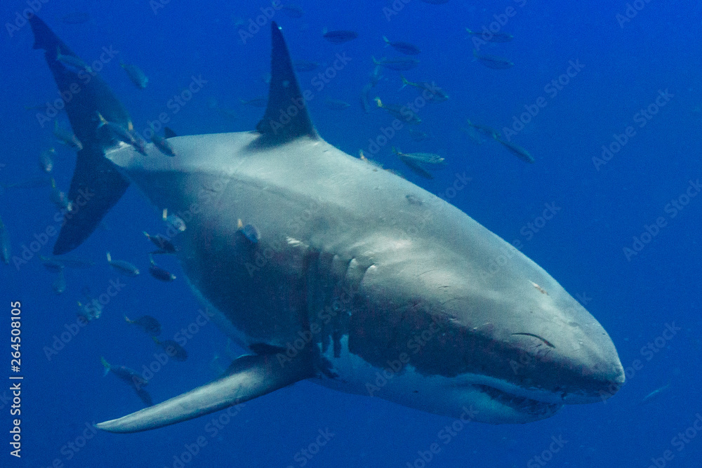 Naklejka premium Cage Diving with Great White Shark in Isla Guadalupe, Mexico