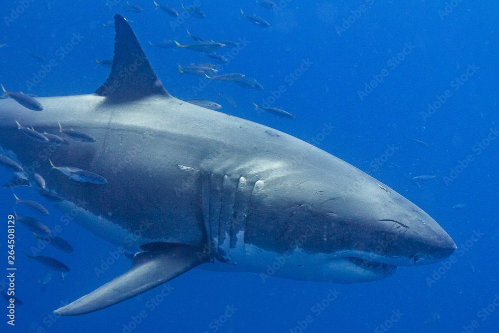 Fototapeta premium Cage Diving with Great White Shark in Isla Guadalupe, Mexico