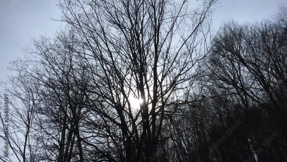 Slowly movement of camera catching the sunlight between tree branches, early spring season Slowly movement of camera catching the sunlight between tree branches, early spring season