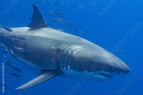 Cage Diving with Great White Shark in Isla Guadalupe  Mexico