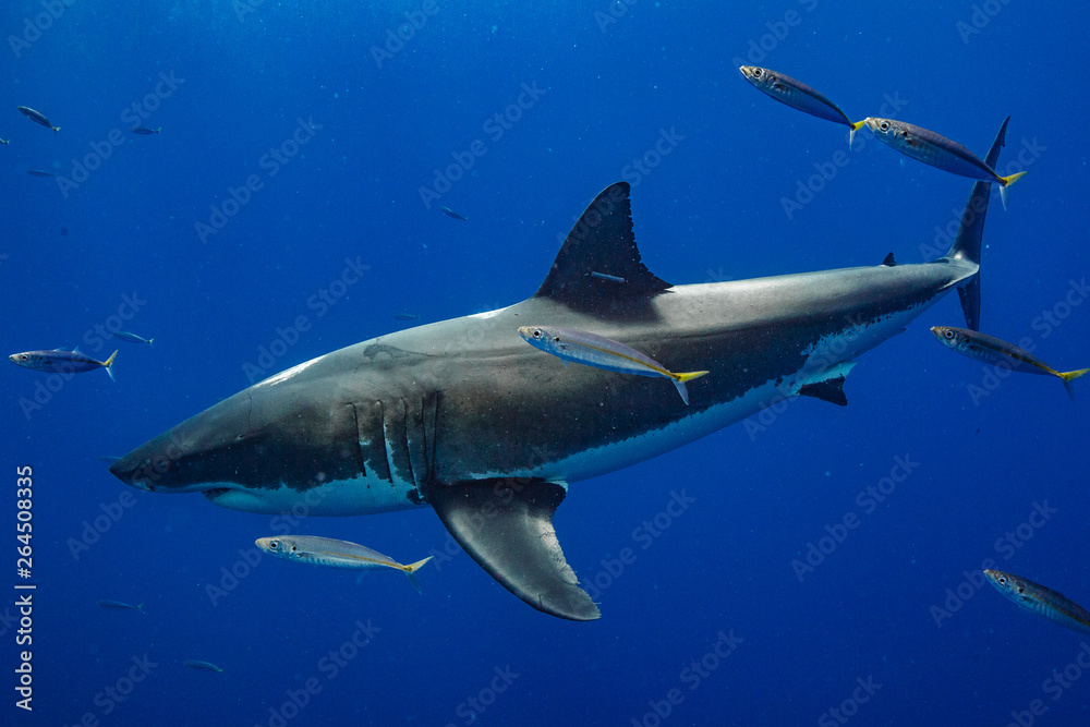 Fototapeta premium Cage Diving with Great White Shark in Isla Guadalupe, Mexico