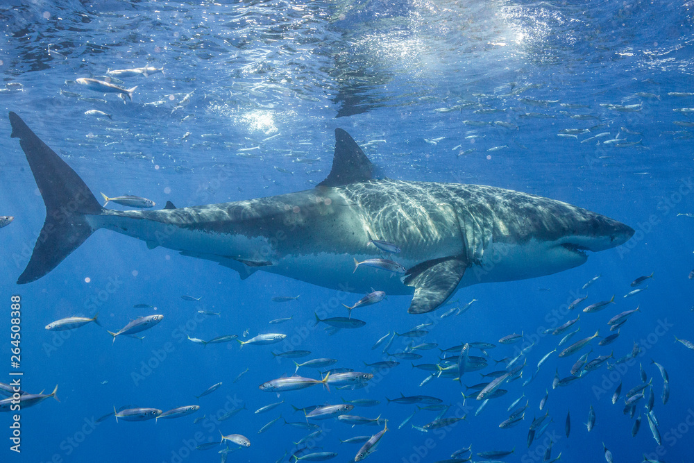 Naklejka premium Cage Diving with Great White Shark in Isla Guadalupe, Mexico