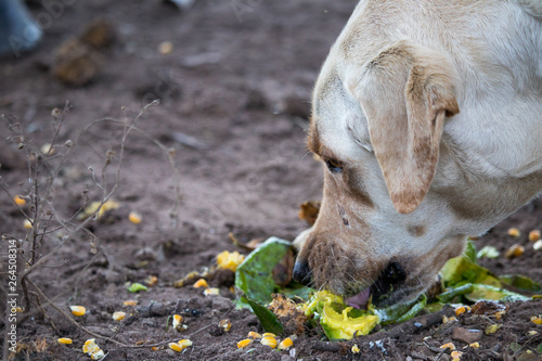 Abadoned and hungry dog eating desperately rests of food from the ground © Irã Gallo