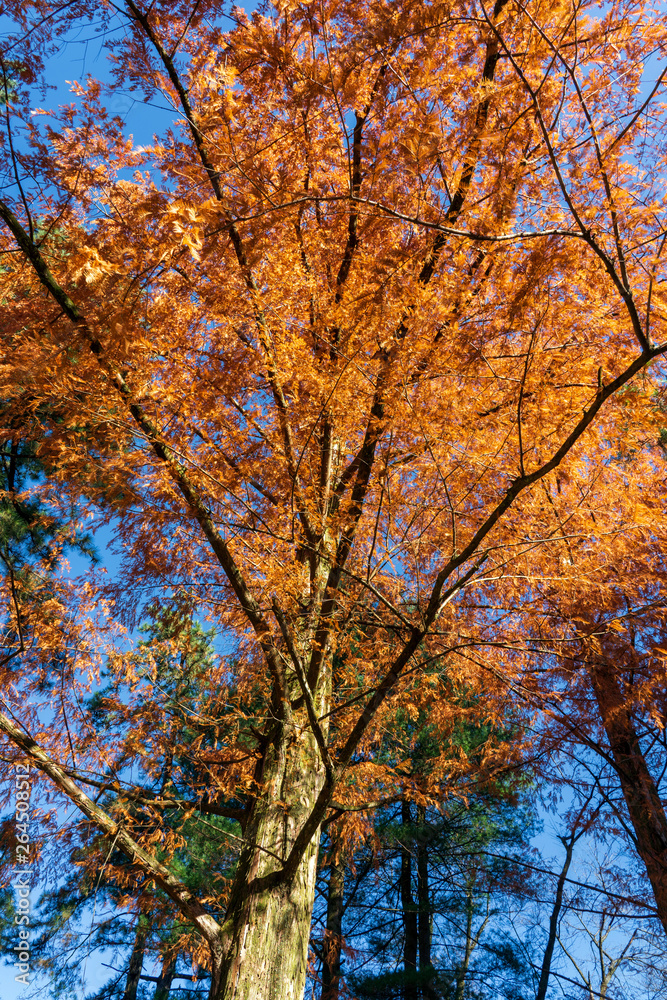 紅葉した森のイメージ