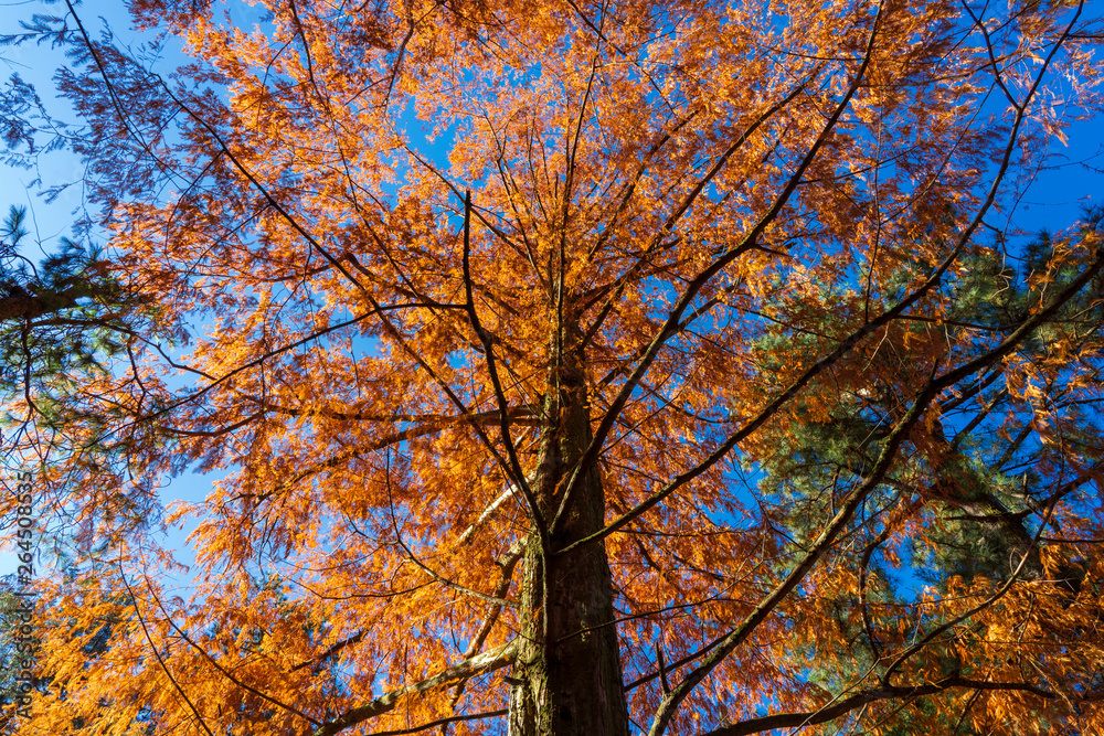 紅葉した森のイメージ