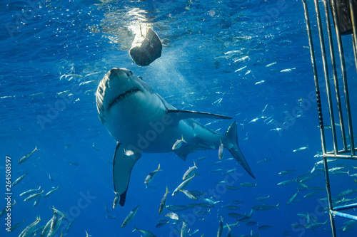 Cage Diving with Great Whit...