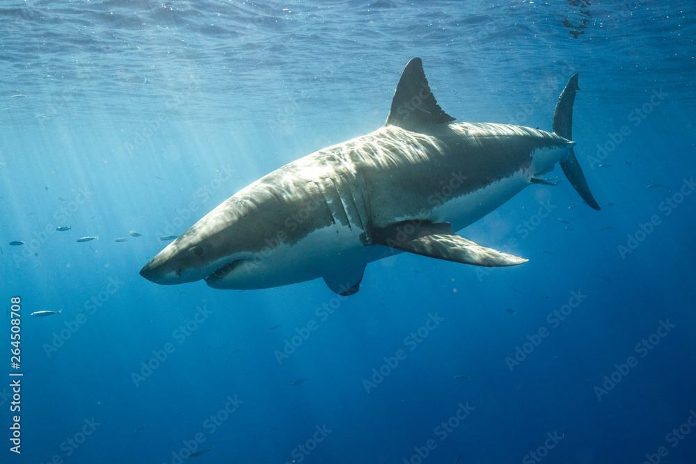 Fototapeta premium Cage Diving with Great White Shark in Isla Guadalupe, Mexico