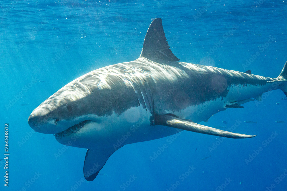 Fototapeta premium Cage Diving with Great White Shark in Isla Guadalupe, Mexico