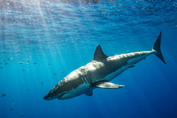 Cage Diving with Great White Shark in Isla Guadalupe, Mexico