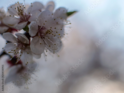 Raindrops on flowers of plum and apricot with green leaves in spring. Young shoots  water hanging from branch  flowering trees in garden  blooming spring nature. Effect light. Shallow depth of field