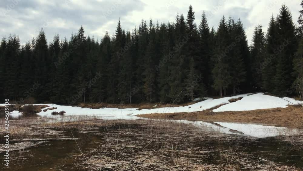 Mountain lake with pine forest - Apuseni - Smida Mountain lake with pine forest - Apuseni - Smida