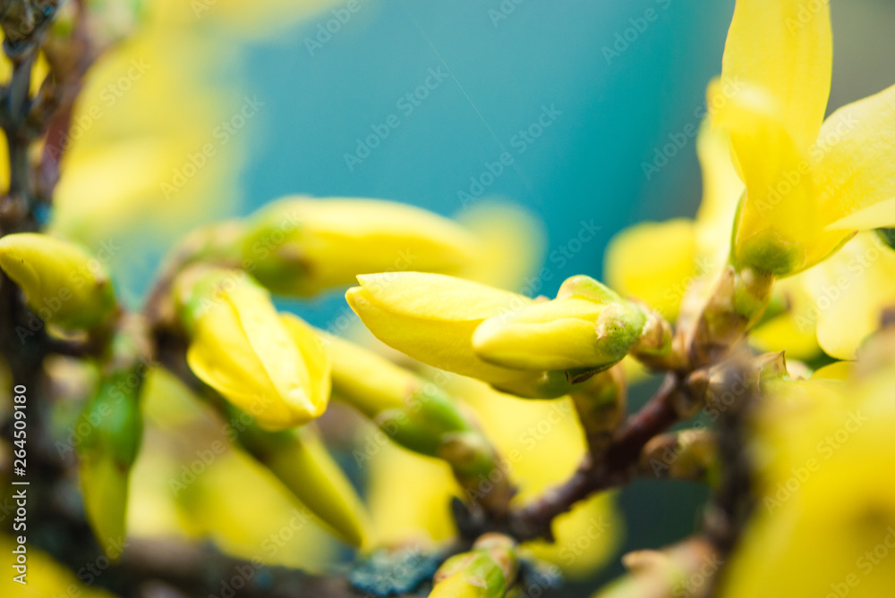 Fototapeta premium Flowering forsythia in springtime. 