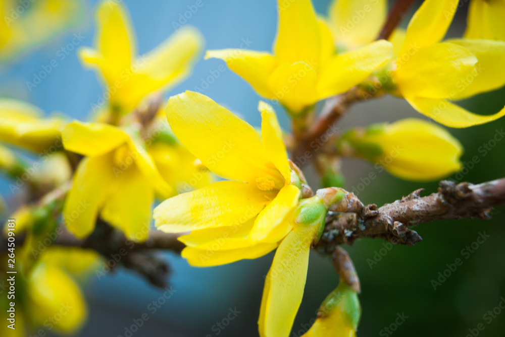 Fototapeta premium Flowering forsythia in springtime. 