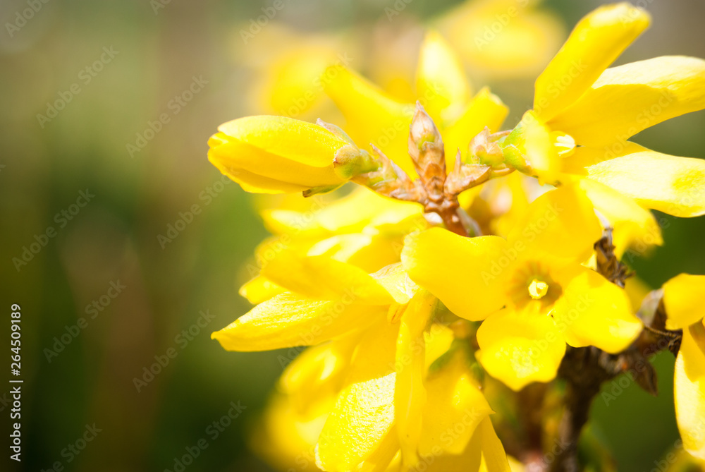 Flowering forsythia in springtime. Flowering forsythia in springtime.