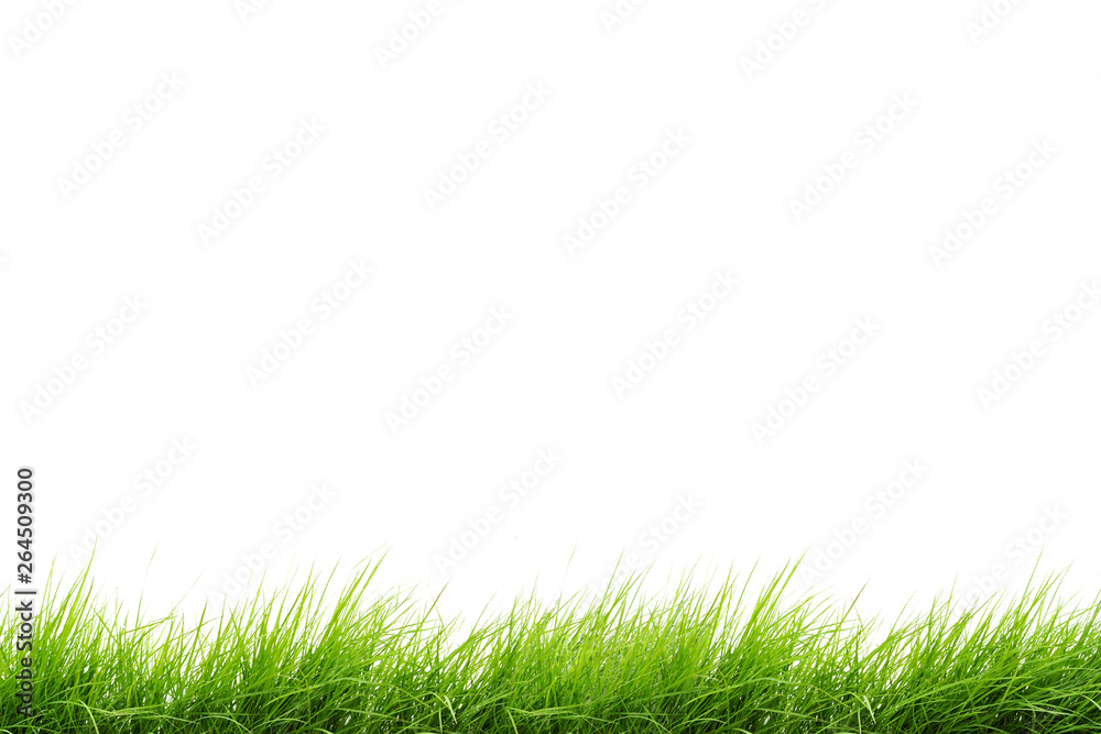 Fototapeta premium green grass isolated on white background