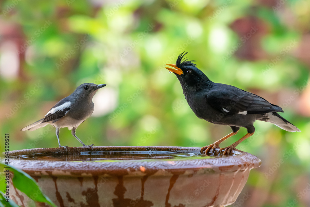 Obraz premium Male Oriental Magpie Robin looking at White-vented Myna drinkg water from clay bowl of water