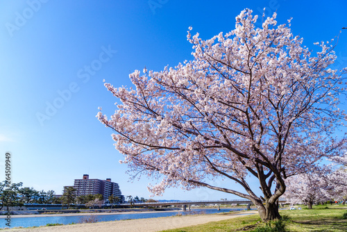 桜のある川辺 -武庫川河川敷-