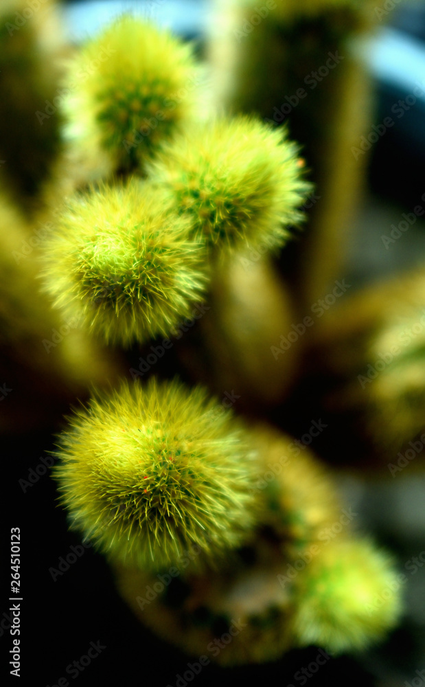 el cactus verdes creciendo espinosos